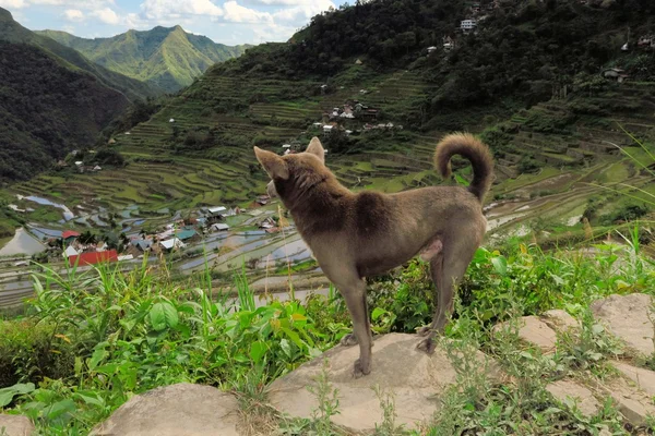 Собака при ЮНЕСКО рисові тераси в Batad, Філіппіни — стокове фото