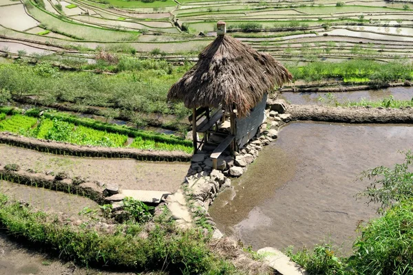 Hut'ta Unesco pirinç terasları Batad, Filipinler — Stok fotoğraf
