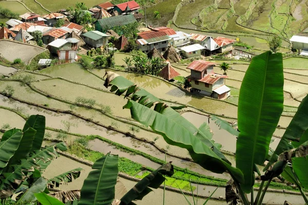 UNESCO rijstterrassen in Batad, Filippijnen — Stockfoto