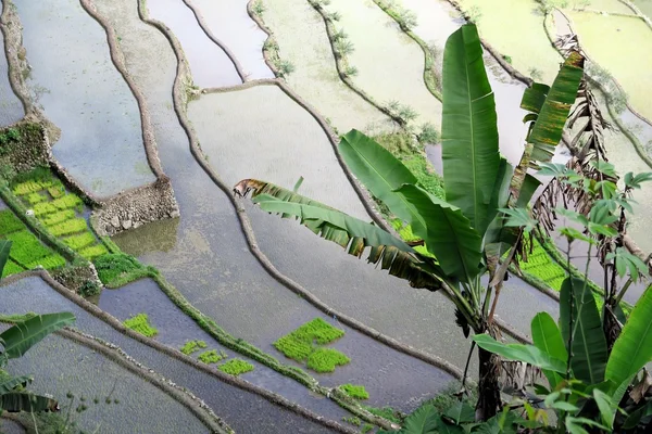 UNESCO pirinç terasları Batad, Filipinler — Stok fotoğraf