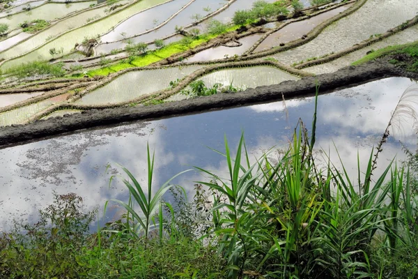 UNESCO pirinç terasları Batad, Filipinler — Stok fotoğraf
