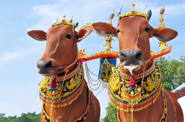 Toros decorados para Madura Bull Race, Indonesia —  Fotos de Stock