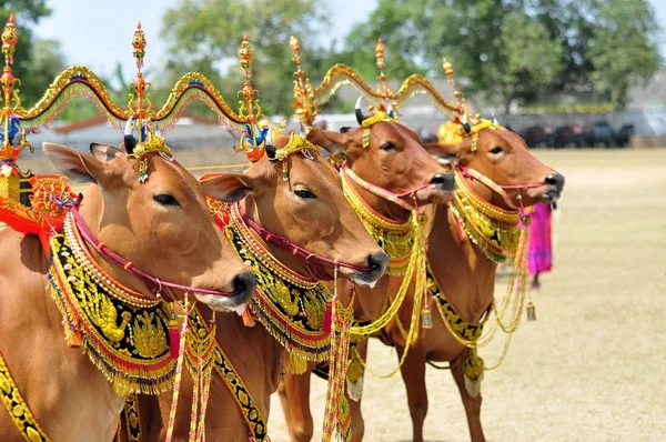 马都拉公牛比赛，印度尼西亚装饰公牛队 — 图库照片