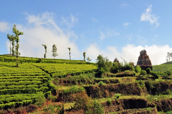 Hindu tapınağı çay alanlarda, Sri Lanka — Stok fotoğraf