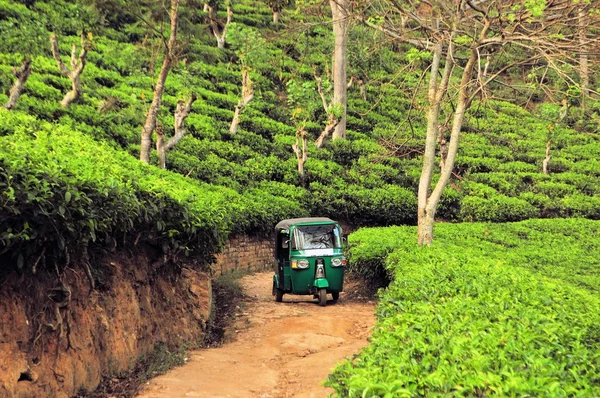 Rikshaw em plantações de campo de chá, Sri Lanka — Fotografia de Stock