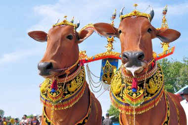 Madura boğa yarış, Endonezya, dekore edilmiş boğa