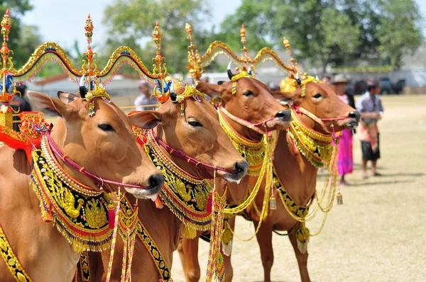 Toros decorados en Madura Bull Race, Indonesia —  Fotos de Stock
