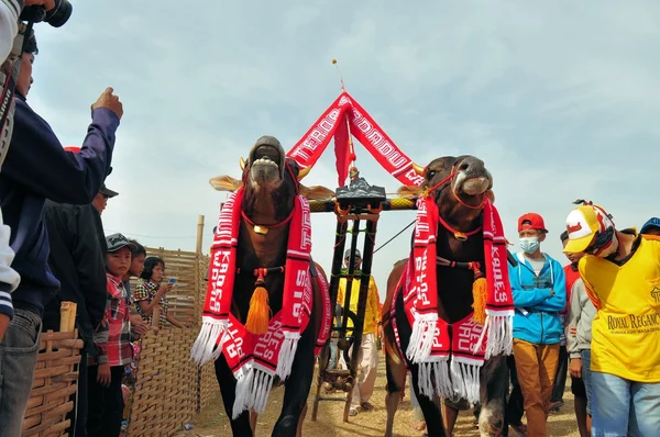 Taureaux décorés à Madura Bull Race, Indonésie — Photo