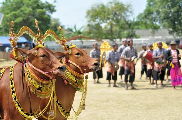 インドネシア ・ マドゥラ島牛レースで装飾された牛 — ストック写真