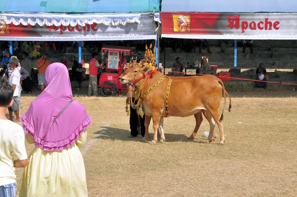 Zdobione byków w Madura Bull Race, Indonezja — Zdjęcie stockowe