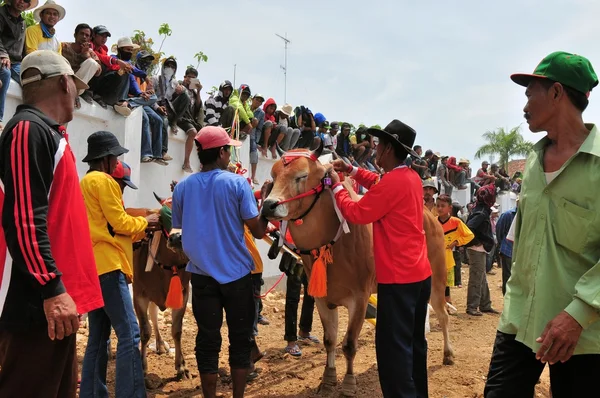 Ingerichte stieren op Madura Bull Race, Indonesië — Stockfoto