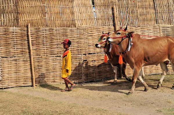 Jockey prowadzi Bulls w Madura Bull Race, Indonezja — Zdjęcie stockowe