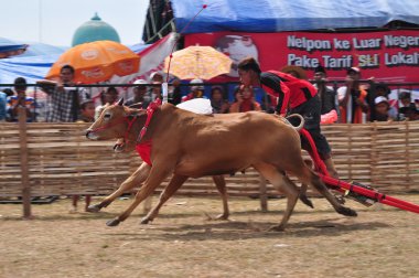 Bulls Madura boğa yarışı, Endonezya yarış jokey