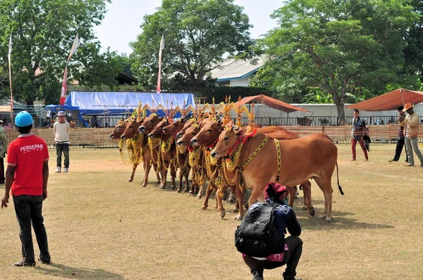 Почётные быки на гонке быков Мадура, Индонезия — стоковое фото