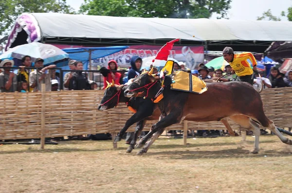 Jockey racing buhajów rasy Bull Madura, Indonezja — Zdjęcie stockowe