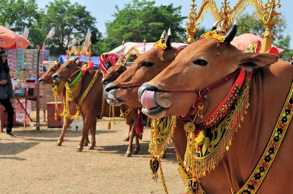 Taureaux décorés à Madura Bull Race, Indonésie — Photo