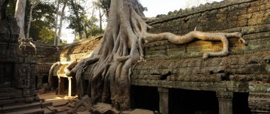 Tropik ağaç dev kökleri tarafından büyümüş Angkor dönemi Tapınak