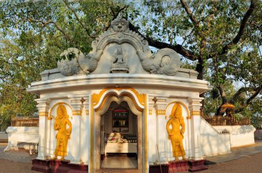 Kutsal Budist Maha Bodhi ağacı, Sri Lanka