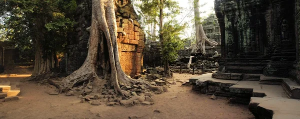 Éra chrám Angkor zarostlé obří kořenů tropického stromu — Stock fotografie