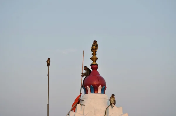 Małpy w świątyni hanuman, hampi, karnataka, Indie — Zdjęcie stockowe