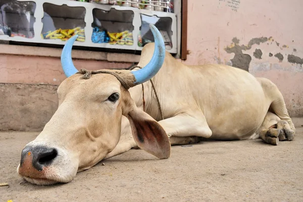 Ganado decorado en Pushkar, India —  Fotos de Stock