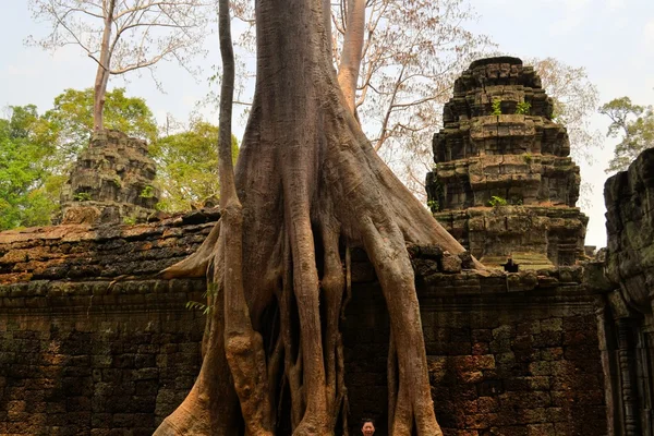 나무, 캄보디아에 의해 자란 고 대 앙코르 시대 사원 — 스톡 사진