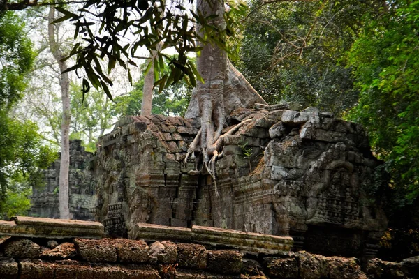 Starověký chrám Angkor éry zarostlé stromy, Kambodža — Stock fotografie