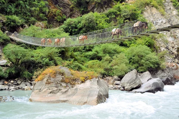 Donkey caravan on the bridge, Nepal — Stock Photo, Image