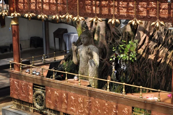 Buda bajo un árbol Bodhi en Colombo Sri Lanka —  Fotos de Stock