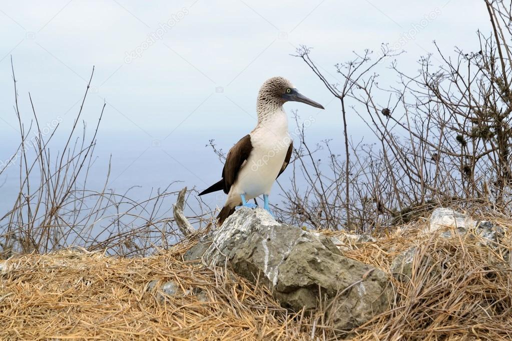 Blue footed booby in Galapagos islands