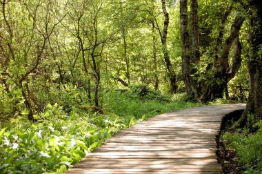 Boardwalk swampland, Rhoen dağ, Almanya karşısında