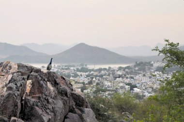Peacock over Udaipur, Rajasthan, India clipart
