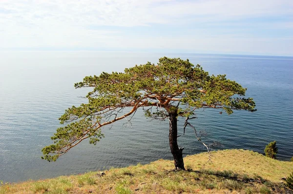 Tree with Baikal lake Coast View, Siberia, Russia — Stock Photo, Image
