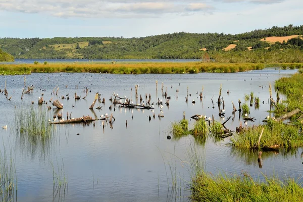 Lagoa em pântano na ilha de Chiloe, Patagônia, Chile — Fotografia de Stock