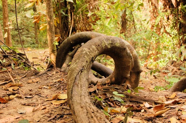 Racines tordues d'arbres tropicaux ronds dans la forêt tropicale — Photo