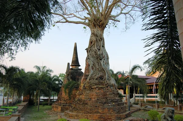 ต้นไม้บันยันเติบโตเหนือเจดีย์โบราณ อยุธยา ประเทศไทย — ภาพถ่ายสต็อก