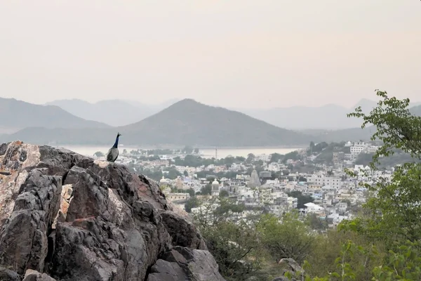 Pavão sobre Udaipur, Rajasthan, Índia — Fotografia de Stock