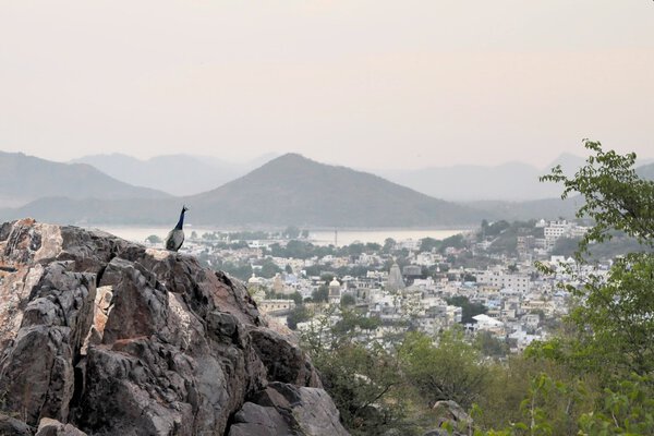Peacock over Udaipur, Rajasthan, India