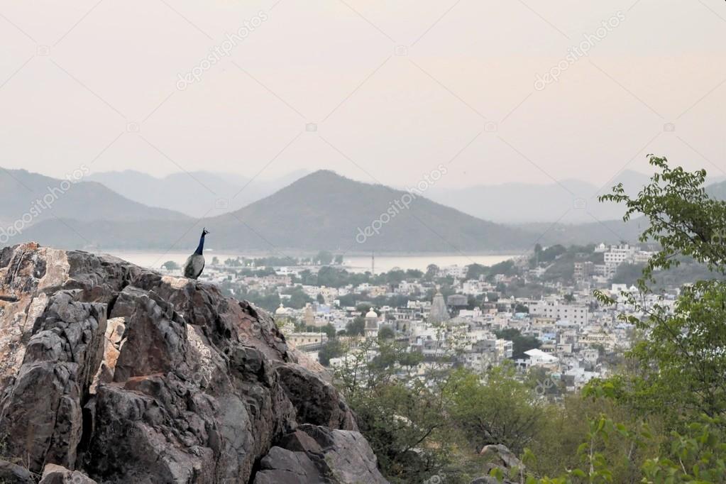 Peacock over Udaipur, Rajasthan, India