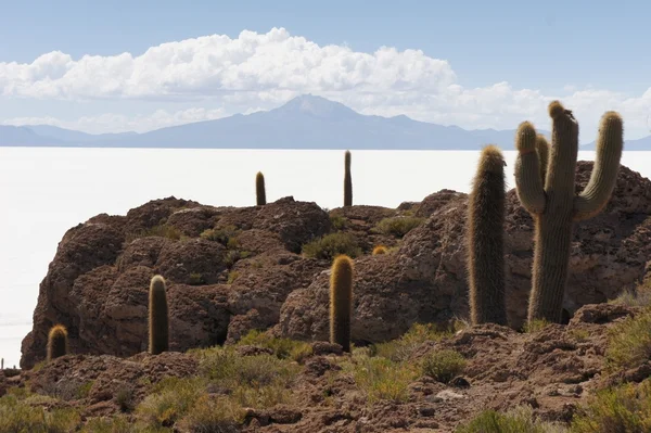 Cactus ön Incahuasi i Uyuni Salt Flats — Stockfoto