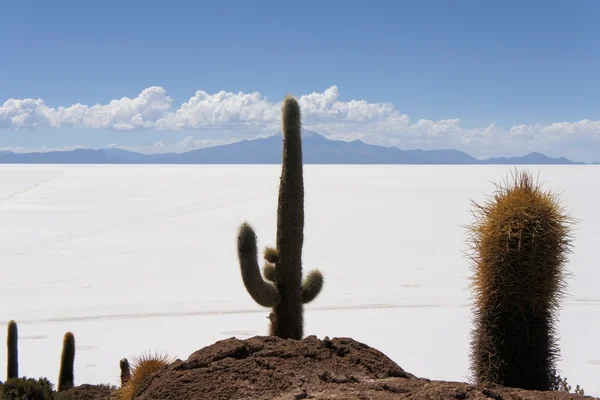 Kaktüs Adası Incahuasi Uyuni tuz daireler içinde — Stok fotoğraf