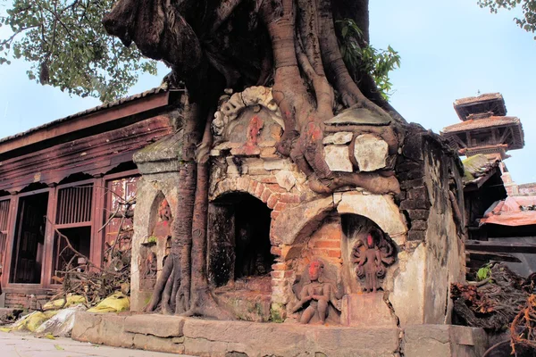 Ινδουιστικό δέντρο ιερό στο Κατμαντού, Νεπάλ — Φωτογραφία Αρχείου