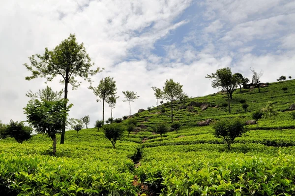 Teefelder im Hügelland, sri lanka — Stockfoto