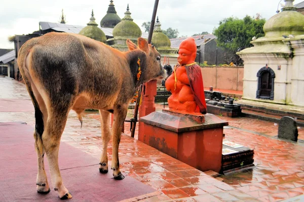 Svatá kráva v chrám Pashupatinath, Khatmandu — Stock fotografie