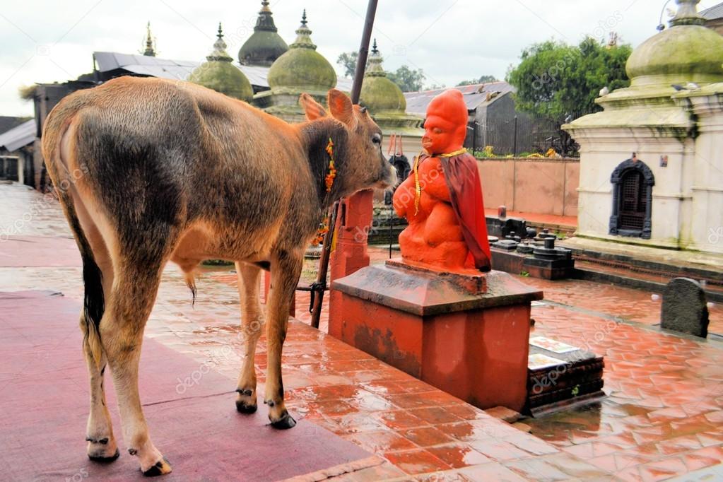Holy cow in Pashupatinath temple, Khatmandu