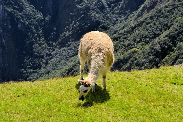 Лама в горах Перуанских Анд — стоковое фото