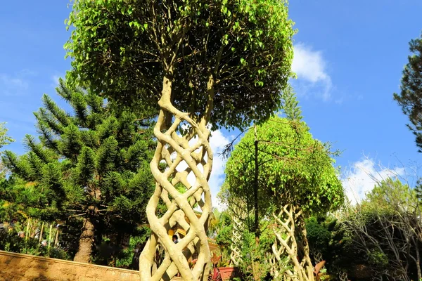 Trees with branches intertwined as helix in garden — Stock Photo, Image