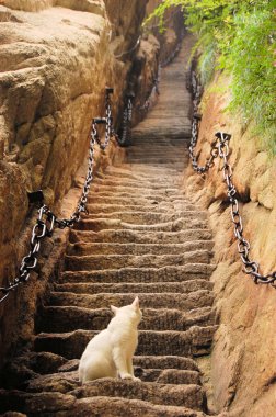 Cat at steep stairs of holy Mount Hua Shan, China clipart