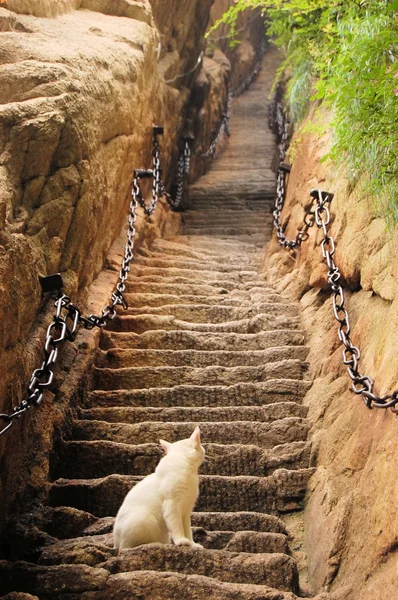 Gato en empinadas escaleras del santo monte Hua Shan, China — Foto de Stock