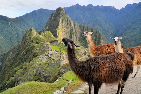 Lamy na Machu Picchu, ztracené město Inků v Andách, Peru Stock Obrázky
